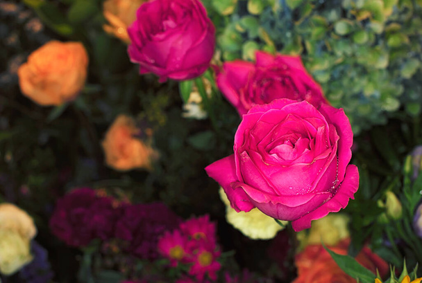 mooie bloemen muur achtergrond met verbazingwekkende rozen - Foto, afbeelding
