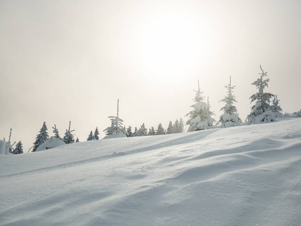 Zimowy krajobraz z sosnami pokrytymi świeżym białym śniegiem. Góry Karpackie w Rumunii - Zdjęcie, obraz