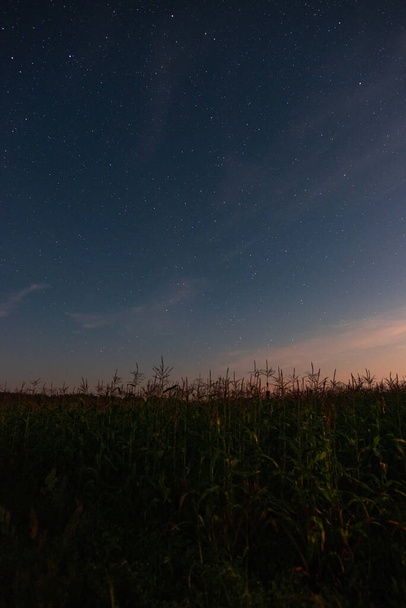 Starry sky over a cornfield summer night - Foto, Imagen