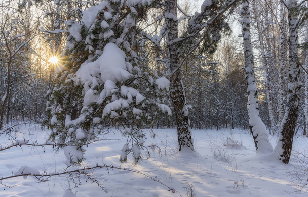 Zimní les po sněžení se zasněženými stromy. borovice, ztěžklá sněhem, klesla na zem. sluneční paprsky osvětlují jeviště. Turistika v zimním lese - Fotografie, Obrázek