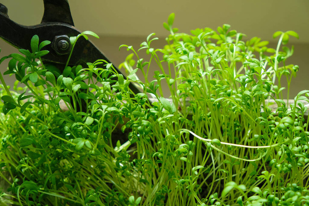 Zu Hause auf der Fensterbank stehen grüne Sprossen der Salatkresse. Das Hobby des Pflanzenanbaus. Selektiver Fokus. - Foto, Bild