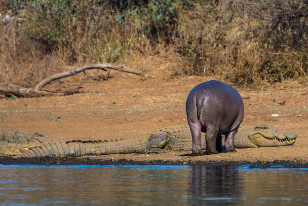Ιπποπόταμος στο φράγμα του εθνικού πάρκου Kruger, Νότια Αφρική - Φωτογραφία, εικόνα