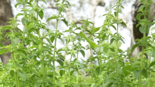 The oregano plant in the spring moved by the wind - Footage, Video