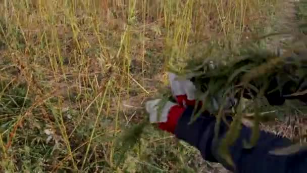 marijuana in un campo - Filmati, video