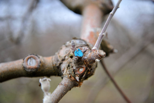 Bir meyve bahçesinde budanmış ve korunmuş elma ağacı.. - Fotoğraf, Görsel
