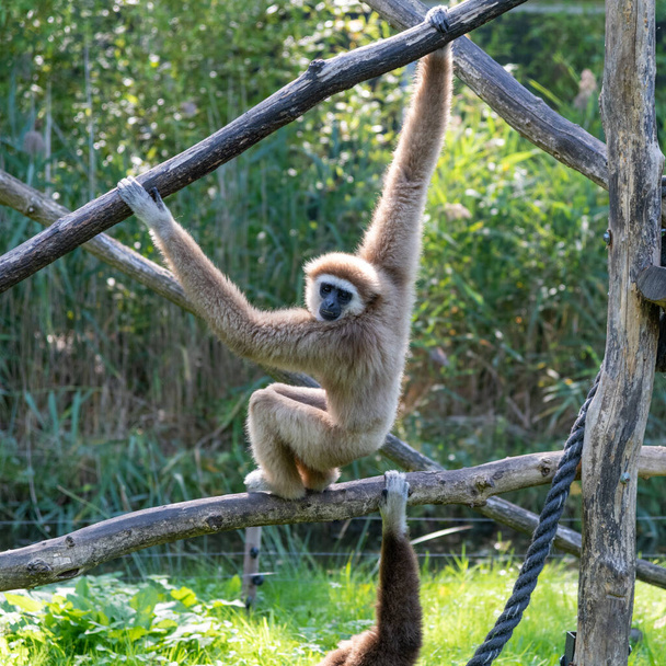 Gibbon hanging on a branch, looking downwards, showing teeth and another gibbons arm reaching into the frame on another branch - Photo, Image