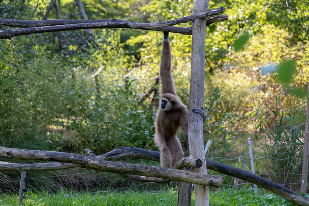 Gibbon felmászik egy mászóállványra. - Fotó, kép