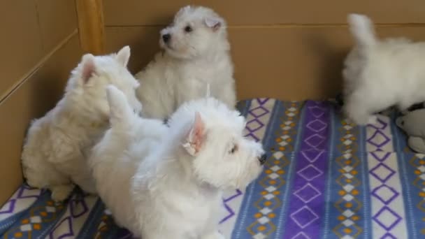 смішні білі західні високогірні собаки цуценята сидять у своїй авіаційній або коробці для маленьких собак у приміщенні, концепція розведення собак
 - Кадри, відео