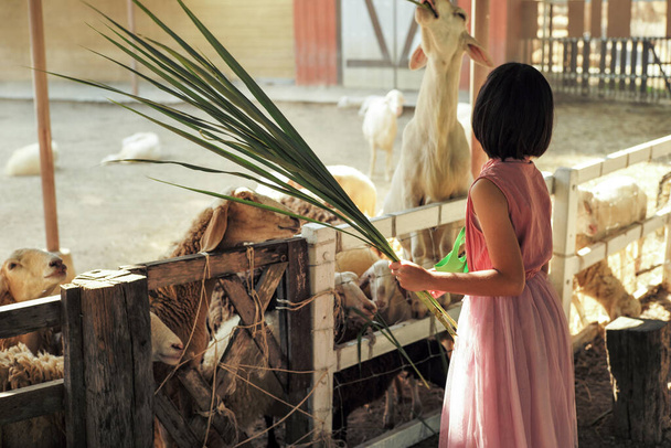 Обратный портрет азиатки скармливает траву толпе коз на ферме - Фото, изображение