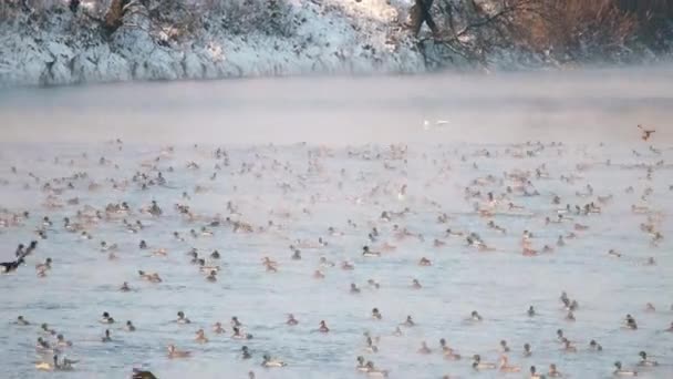 ducks swim on the winter river, then take off - 映像、動画
