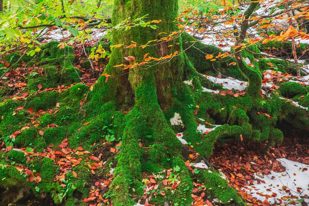 Árbol cubierto de musgo en el bosque de otoño - Foto, Imagen