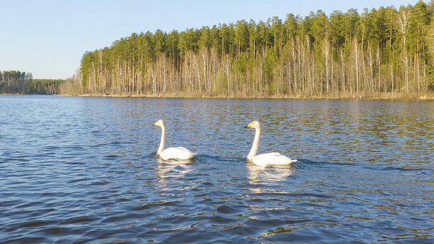 Russia, the Urals. Whooper swan on the open water of the pond. Latin name Cygnus cygnus. Spring, Aerial View   - Photo, Image