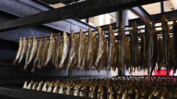 production of canned fish. sprats in oil. - Footage, Video