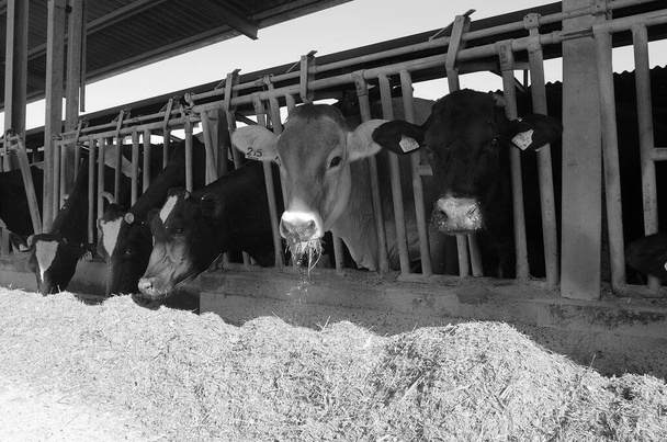 İtalya, kırsal (Roma Eyaleti); 30 Haziran 2001, bir çiftlikte beslenen inekler  - Fotoğraf, Görsel