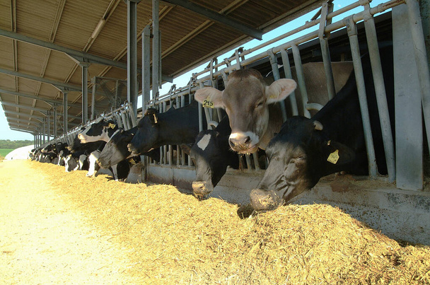 Italië, platteland (provincie Rome); 30 juni 2001, koeien die zich voeden op een boerderij  - Foto, afbeelding