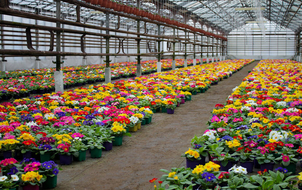 Πολλά πολύχρωμα άνθη πρίμουλο, επίσης γνωστή ως cowslip, καλλιεργούνται σε ένα θερμοκήπιο. Επιλεκτική εστίαση. - Φωτογραφία, εικόνα