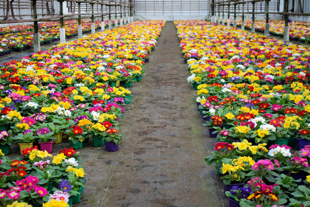 温室で栽培されているカウスリップとも呼ばれる多くの多色のバラの花。選択的焦点. - 写真・画像