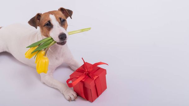 A cute dog lies next to a red gift box and holds a bouquet of yellow tulips in his mouth on a white background. Greeting card for International Womens Day on March 8 - Fotoğraf, Görsel