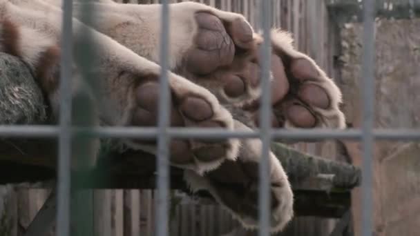 patas de un tigre blanco sentado en una jaula en un zoológico - Imágenes, Vídeo