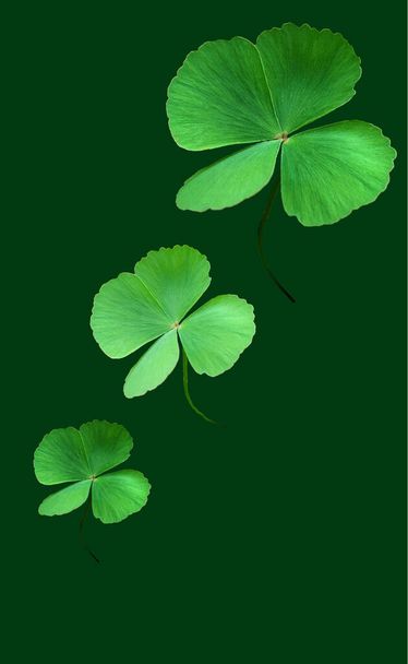 Коллекция, лист зеленый (Oxalis corniculata L), изолирован на зеленом фоне. Счастливый лист. Патрики - Фото, изображение