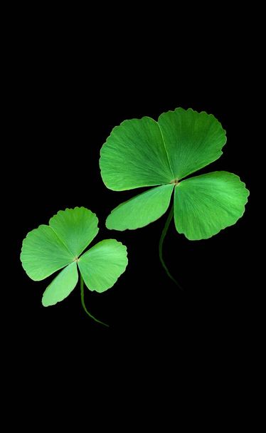 Four Leaf Clover geïsoleerd op zwarte achtergrond, Geluksblad, St. Patricks - Foto, afbeelding