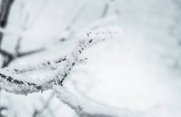 Closeup of the frost on the branches in winter Park, snow, sunset. - 写真・画像