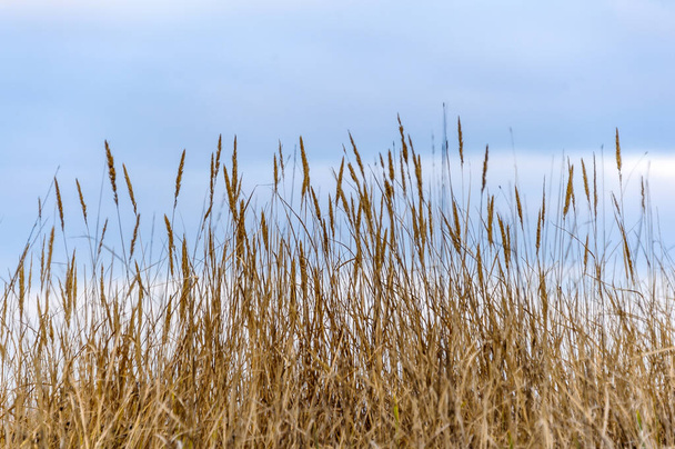вуха коричневої сухої трави на фоні
 - Фото, зображення
