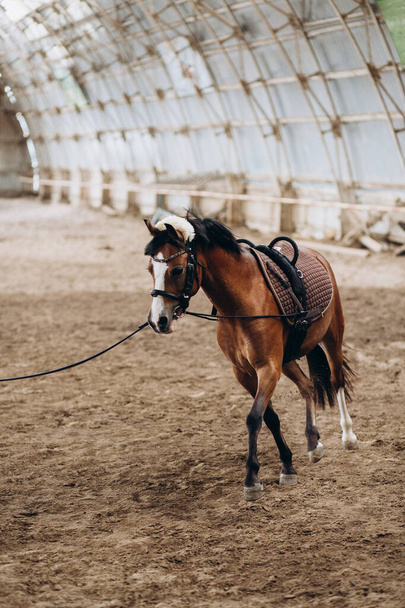 Прогулянка невеликої породи коней в приміщенні манежу
  - Фото, зображення