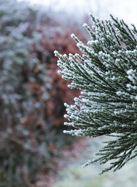 Закрыть ветку замороженного зимнего хвойного дерева - Фото, изображение