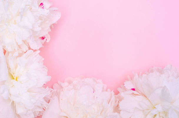 Greeting card banner background, delicate white peonies on pink background with copy space with selective focus - Φωτογραφία, εικόνα