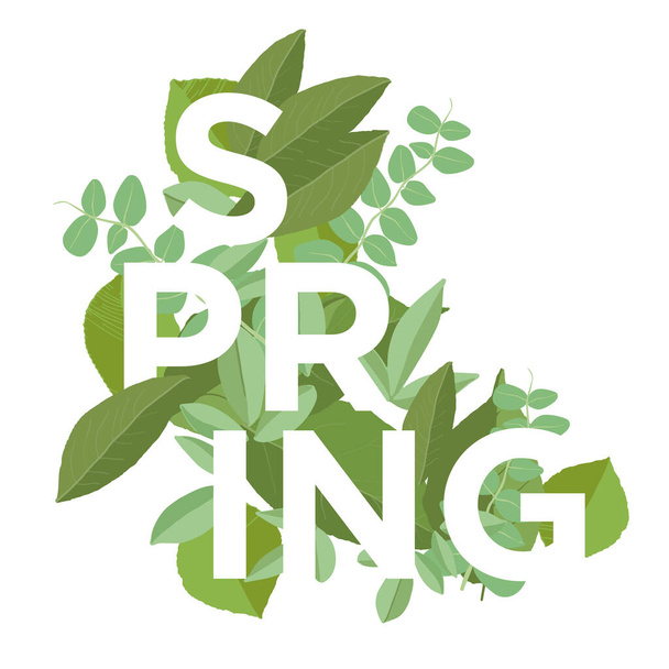 Letras de primavera sobre hojas de fondo. Cartel de primavera con tipografía y plantas.  - Vector, Imagen