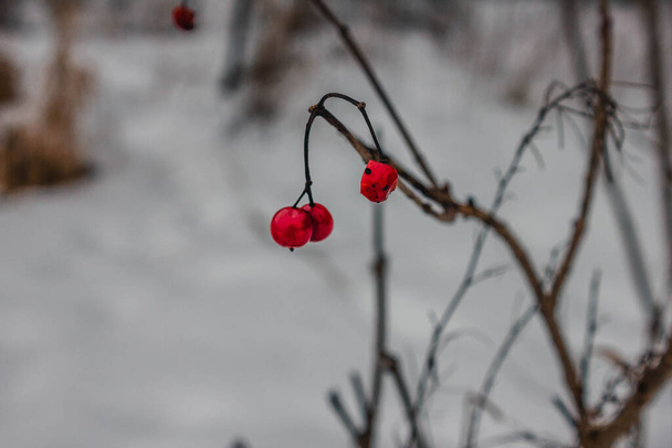Du potassium de baies rouges pend sur les branches du buisson par une froide journée d'hiver - Photo, image