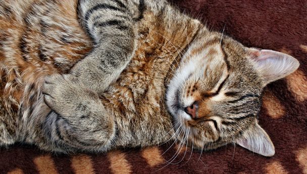 Gracioso gato de peluche grande
 - Foto, imagen