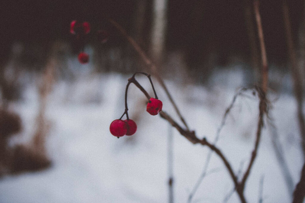Du potassium de baies rouges pend sur les branches du buisson par une froide journée d'hiver - Photo, image