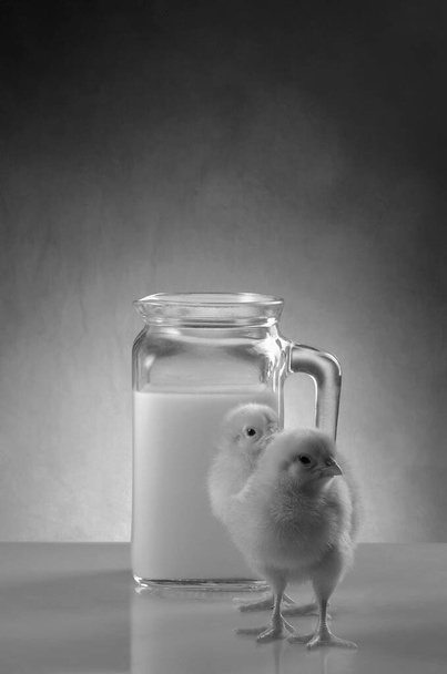 Italie, studio nature morte de deux poussins et une carafe de verre pleine de lait de vache  - Photo, image