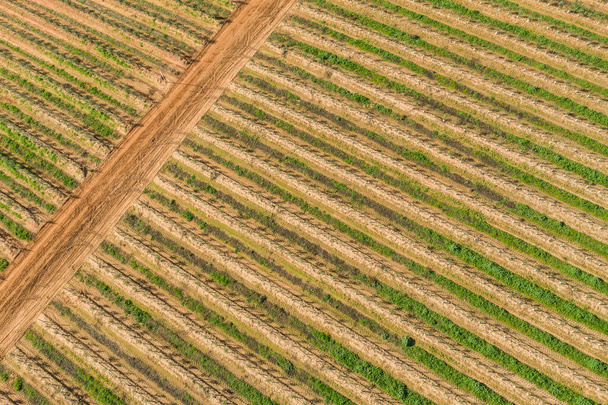 Αεροφωτογραφία του βιομηχανικού τοπίου της μεσογειακής γεωργίας στην Olivenza Extremadura Ισπανία - Φωτογραφία, εικόνα