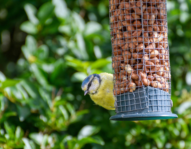 A blue tit feeding at a garden feeder - Zdjęcie, obraz