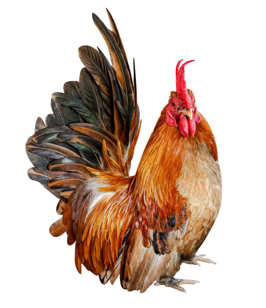 pollo gallo isolato su bianco, cazzo, gallina - Foto, immagini