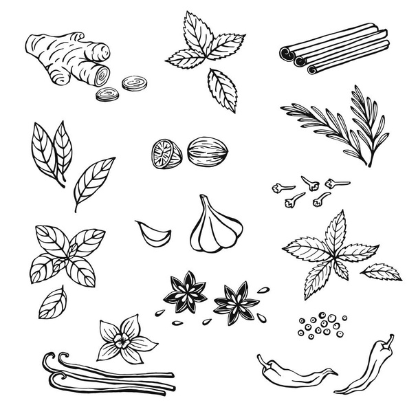 Set dibujado a mano con hierbas y especias. Elementos de diseño aislados en blanco. Iconos de cocina. Ilustración vectorial. - Vector, imagen