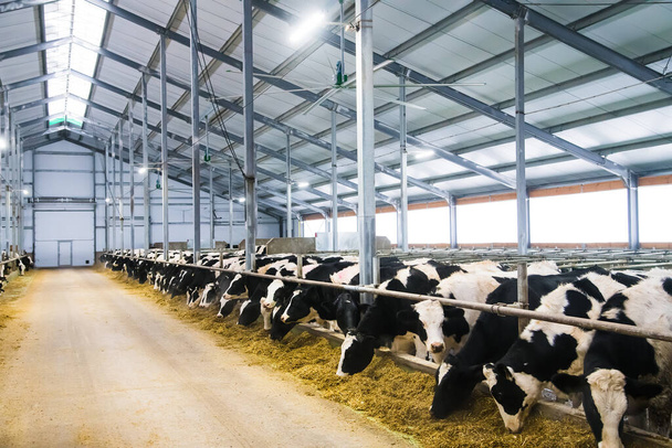 Vaches à la ferme en hiver. Des vaches laitières. Berceau - Photo, image