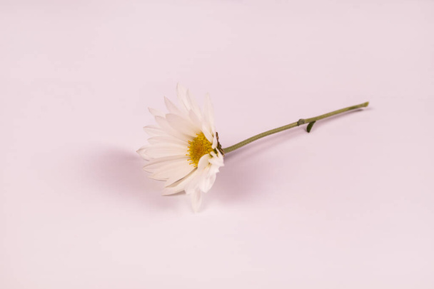 side view of white chamomile with stem - Foto, immagini