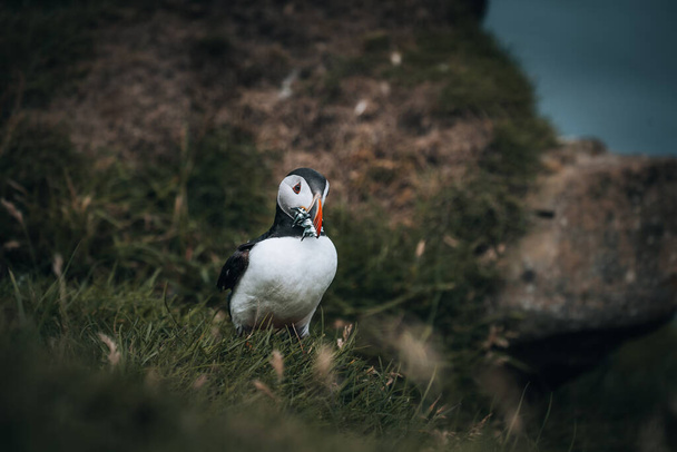 Puffin Fratercula arctica with beek full of eels and herring fish on its way to nesting burrow in breeding colony - Foto, Bild
