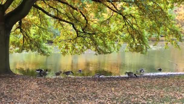 Kanada Hanhet ja Greylag Hanhet lähellä vettä syksyllä - Materiaali, video
