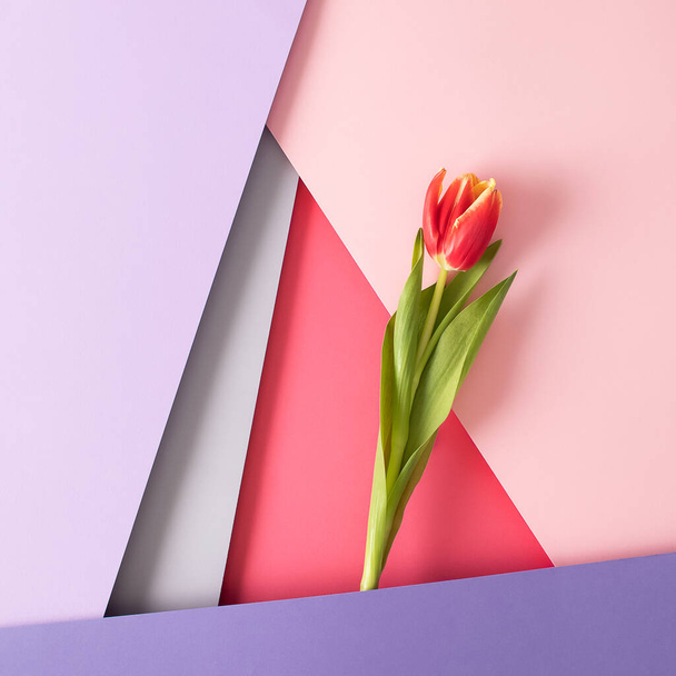 Colorful tulip flower between background papers. Paastel pink, purple and red wallpaper on five levels. Minimal fashion and love concept. - 写真・画像