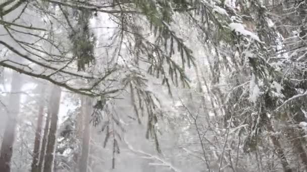 La neige tombe des branches des arbres, se dispersant beaucoup et fortement. - Séquence, vidéo