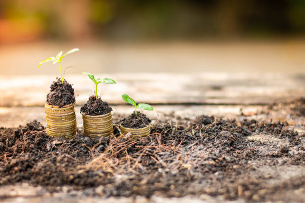 Небольшое дерево, растущее на пачке монет с естественным освещением (концепция бизнеса и финансов) - Фото, изображение