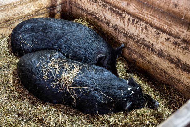 black domestic pigs in an aviary in a warm barn - Foto, afbeelding