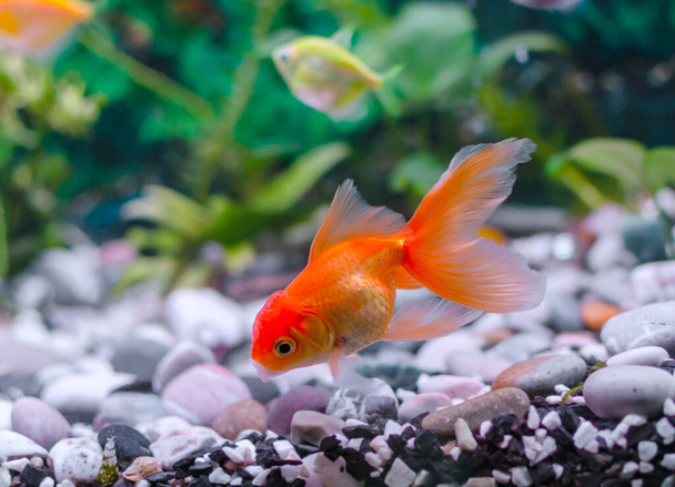 goldfish with a cap swims in a fresh aquarium, close-up - Photo, Image