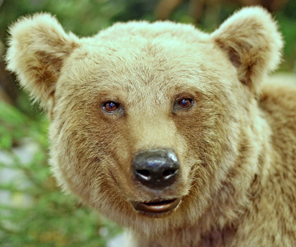 bruine beer in het midden van de bossen - Foto, afbeelding