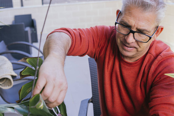 Man in his 50s doing gardening work. He is manually pruning a green plant with scissors. He has gray hair and wears glasses. - Foto, imagen